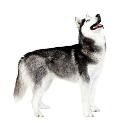 Beautiful cute husky, isolated on white