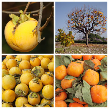 persimmon plant collage