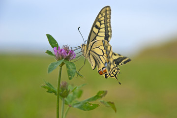 Butterfly on clover, Papilio machaon