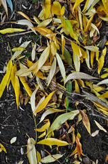 Fallen autumn leaves on the ground.
