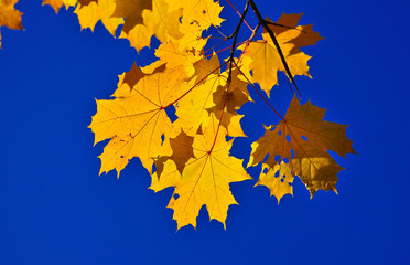 Autumn leaves on the branches.