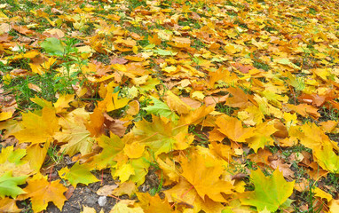 Fallen autumn leaves on the ground.