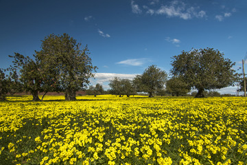  carob tree orchard in a field of yellow flowers