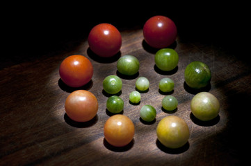 Cherry tomatoes of different ripeness, life cycle