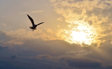 Sunset clouds and flying bird