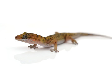 Gecko (Gekkonidae) on white background