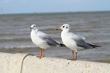 Seagull hold on cement wall with sea in background