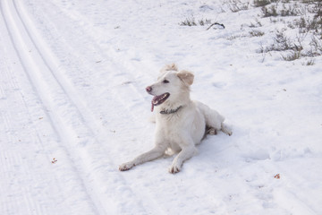 Obraz na płótnie Canvas Dog on ski route