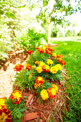 Flowers marigold in the garden.