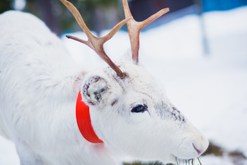 Beautiful white christmas reindeer in a red collar on a farm