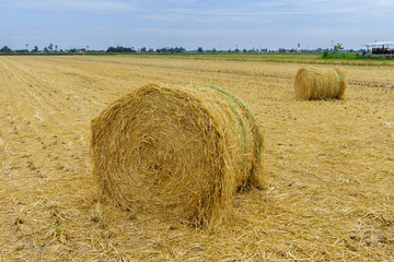 Straw bales in harvested field during summer