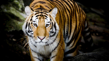 Close Up Tiger