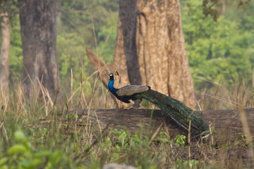 Indian peafowl in Bardia, Nepal