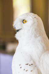 Snowy Owl (Bubo scandiacus),