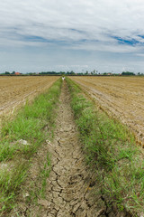 Dry paddy canal during dry season