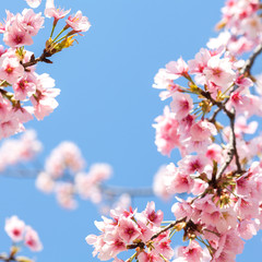 The cherry blossom