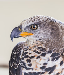 Eagle Crowned (Stepphanoaetus Coronatus), close up of head and wings,
