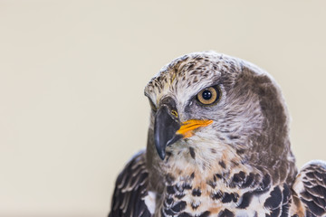Eagle Crowned (Stepphanoaetus Coronatus), close up of head and wings,