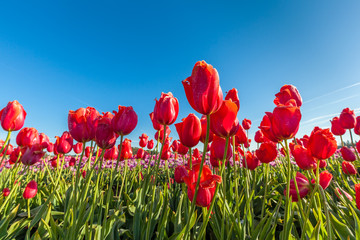 red tulip field and blue sky