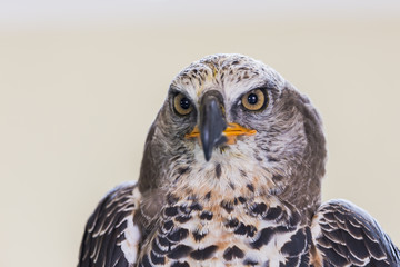 Eagle Crowned (Stepphanoaetus Coronatus), close up of head and wings,