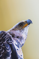 Eagle Crowned (Stepphanoaetus Coronatus), close up of head and wings,