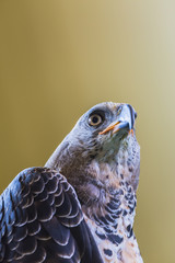 Eagle Crowned (Stepphanoaetus Coronatus), close up of head and wings,