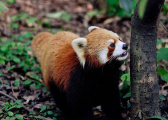Naklejka premium A red panda looking up to the trees.