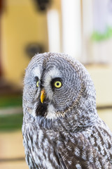 The Great Grey Owl or Lapland Owl, Strix nebulosa,