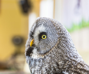 The Great Grey Owl or Lapland Owl, Strix nebulosa,