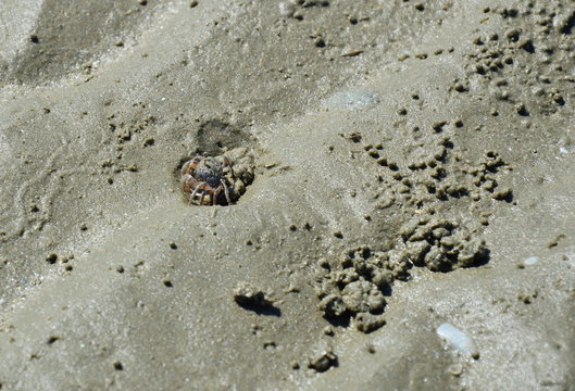ghost crab digging on the sand