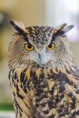 Naklejka premium Eagle Owl (Eurasian eagle owl)