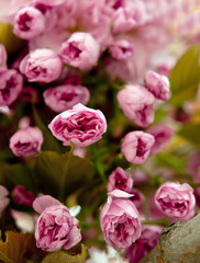 Obraz premium sakura