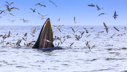 Bryde's whale, Eden's whale eating fish in the Gulf of Thailand. While many seagulls flying around,