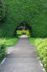 Beautiful bush tunnel in garden