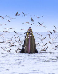 Bryde's whale, Eden's whale eating fish in the Gulf of Thailand. While many seagulls flying around,
