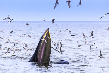 Naklejka premium Bryde's whale, Eden's whale eating fish in the Gulf of Thailand. While many seagulls flying around,