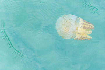 Obraz na płótnie Canvas colorful jellyfish cups floating.