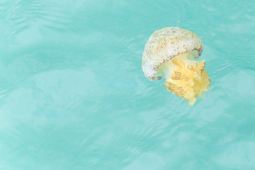 Obraz na płótnie Canvas colorful jellyfish cups floating.