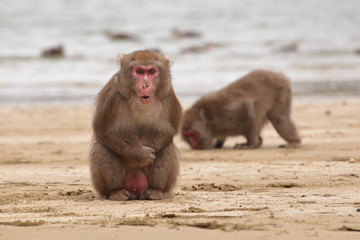 浜辺の日本猿