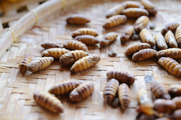 Many silk worms feeding in rattan basket.