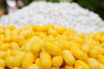 Many cocoon silkworm, Thailand local cottage industries.