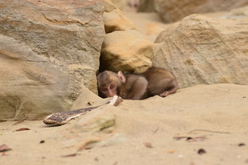 砂浜の子猿