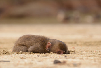 浜辺でかくれんぼ