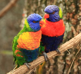 couple de loris arc-en-ciel