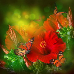 Bunch of red hibiscus and  butterfly .