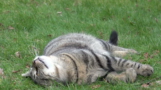 Grau getigerte Katze liegt auf dem Rasen