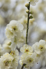 Beautiful plum flowers bloom in spring of Japan