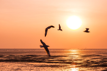 seagull birds flying in sunset over the sea,