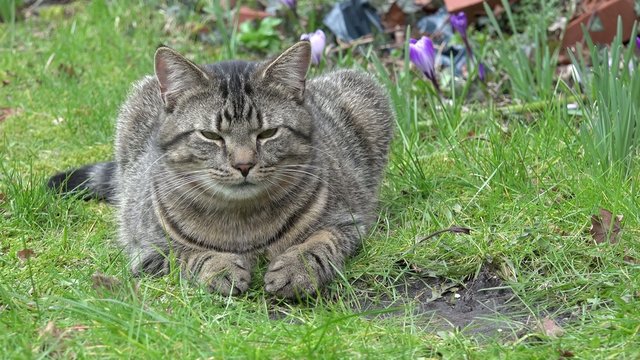 Getigerte Katze liegt auf der Wiese