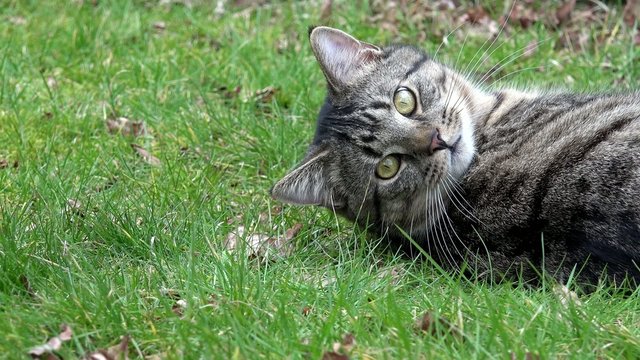 Getigerte Katze liegt auf der Wiese
